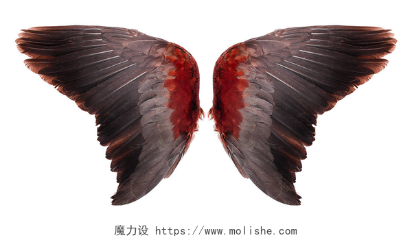 白色背景上的一对翅膀天使的翅膀在白色的背景上被隔离